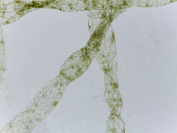 istock Microscopic Visualization of Oedogonium Nanandrisch Algae and Specialized Reproductive Ana 2252524847