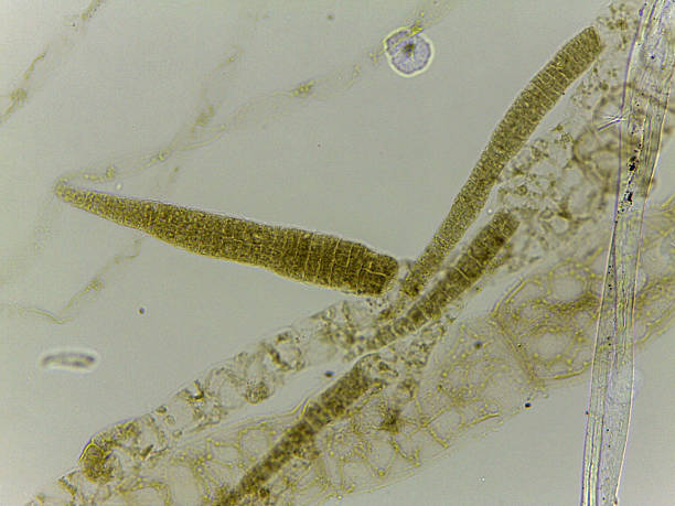 istock Microscopic Examination of Ectocarpus Filamentous Brown Algae and Specialized Reproductive Structu 2252524849