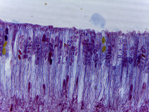 istock Microscopic Visualization of Lachnea Apothecium and Ascomycota Fungal Reproductive Structu 2252526247