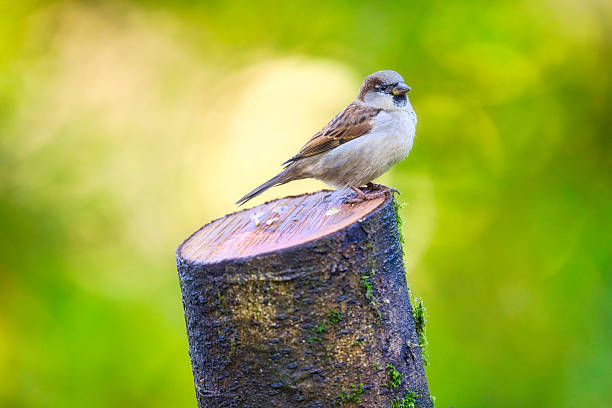 House Sparrow, looking well-fed, perching on a post in Winter.