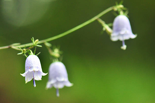 Three delicate bell-shaped flowers, Japanese lady bells, hang from a slender green stem. The pale purple petals have a slightly translucent quality, giving them a graceful appearance. Set against a soft, blurred green background, the flowers appear to be gently swaying, highlighting their fragility and elegance.