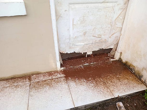 istock Damaged Door with Peeling Paint and Dirt Accumulation 2252529738
