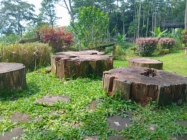 istock Tree Stumps as Outdoor Seating in Lush Garden 2252529897