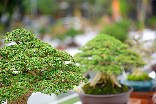 Bonsai tree in details and close up