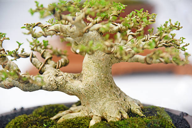 istock Bonsai tree in details and close up 2252532807