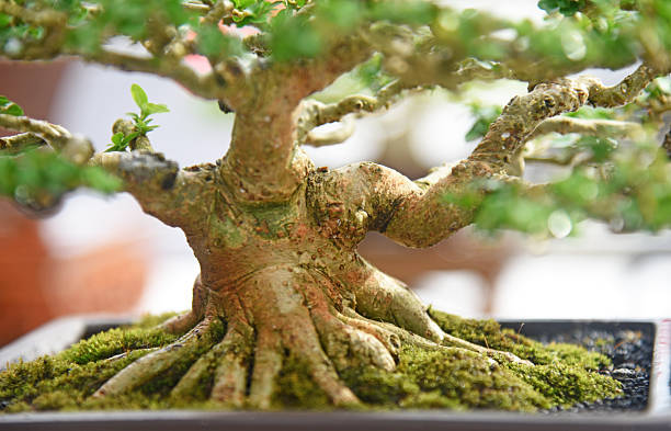 istock Bonsai tree in details and close up 2252533069