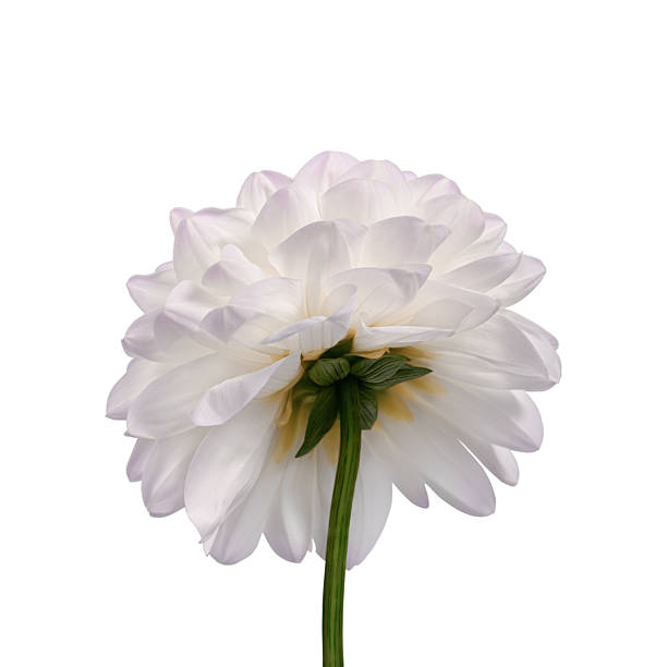 istock A white dahlia flower isolated on a white background, back view. 2252536779
