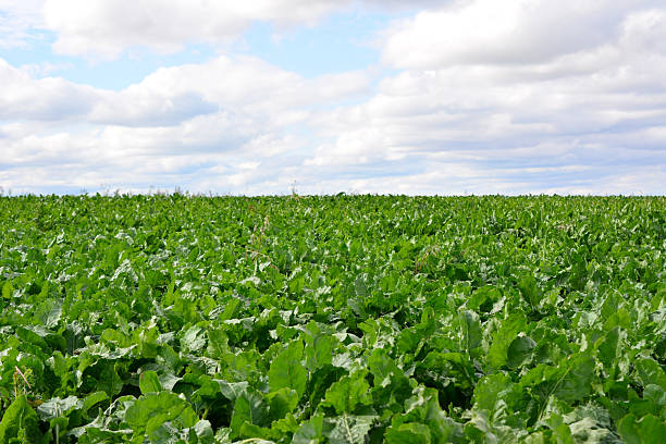 Sugar beet plants in a field during a summer sunset with clouds in the sky in Flevoland, The Netherlands.