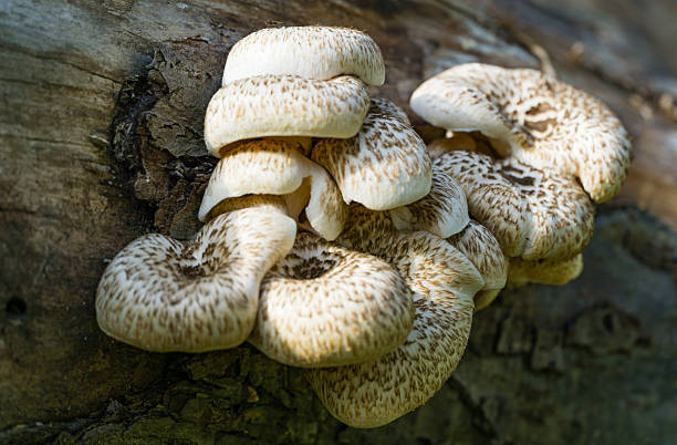 istock Cluster of cream-colored, layered mushrooms Lentinus tigrinus  growing densely on decaying tree bark, with wavy edges and overlapping caps 2252539893