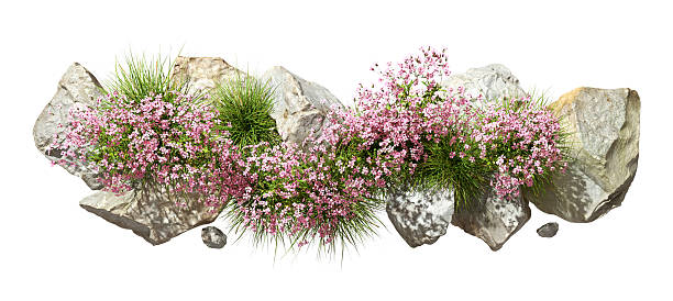 istock Aerial view flowers fields blooming row cutout  on white backgrounds 3d render 2252542371