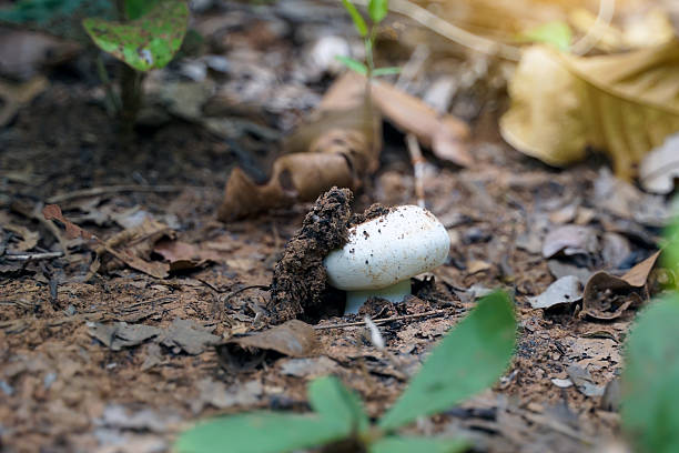 A small, pale white mushroom is emerging from the dark brown earth and leaf litter on a forest floor, symbolizing growth, hidden nature, and fresh fungi.
