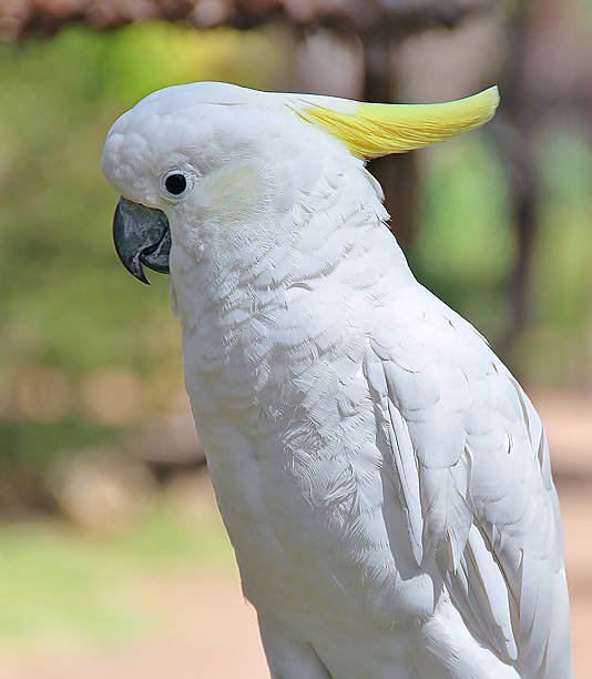 istock YELLOW-CRESSED COCKATOO 2252544288
