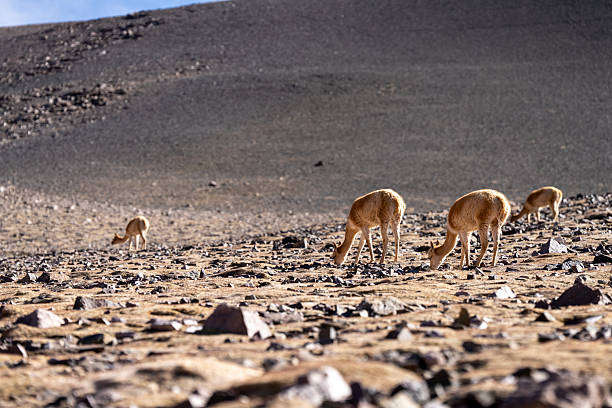 A group of vicuñas grazing at the Andes