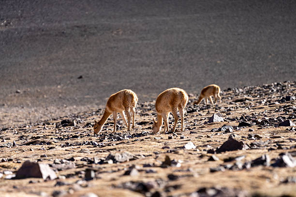 A group of vicuñas grazing at the Andes
