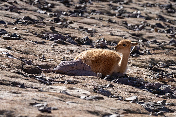 A vicuña grazing at the Andes