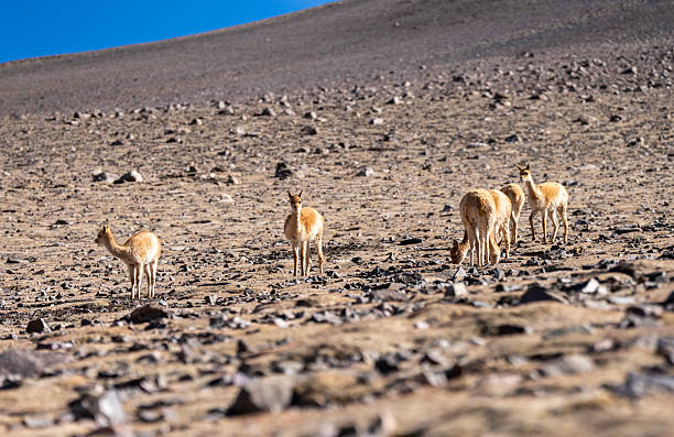 A group of vicuñas grazing at the Andes
