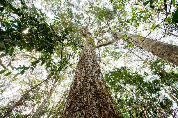 istock Low angle view looking up at large tree trunk with rough bark and green leaves in tropical rainforest. Worm's eye view of nature canopy background with vines and bright sky. 2252551024