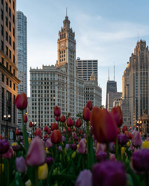 istock Downtown Chicago Skyline with Tulips in Foreground 2252552153