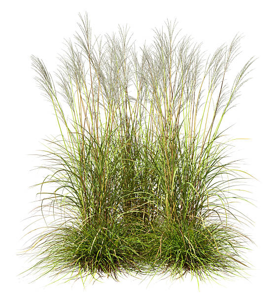 istock Cut out ornamental high grass flowery white backgrounds 3d rendering 2252553685