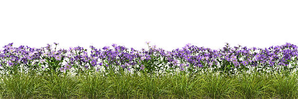 istock Isolate blossoms flowery row landscaped on white backgrounds 3d render 2252553690