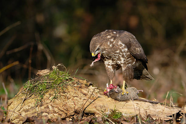 istock Eurasian Buzzard that caught a rat 2252553837