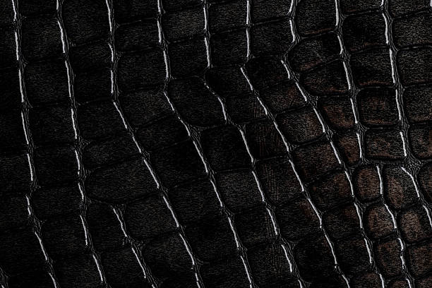 istock Textured surface of dark crocodile leather presented in close-up during daylight 2252554482