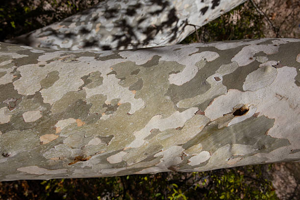 Tree bark close up