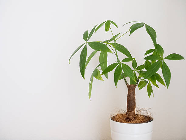 istock Guiana Chestnut (Pachira aquatica) planted in a pot 2252555853