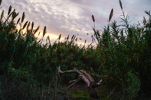 Fallen tree surrounded by tall reeds and grasses with a colorful sunset sky and birds in the background.