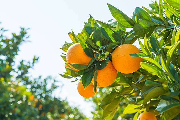 istock Ripe oranges hanging from a tree branch with sunlight filtering through the leaves. 2252556549
