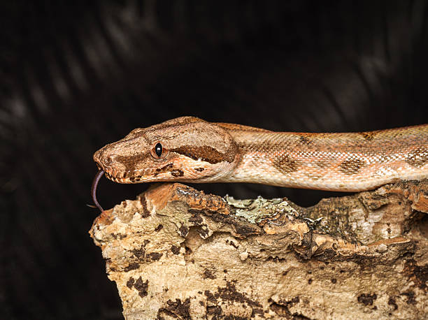 istock Boa constrictor (Boa constrictor) in terrarium, close-up portraits 2252556995