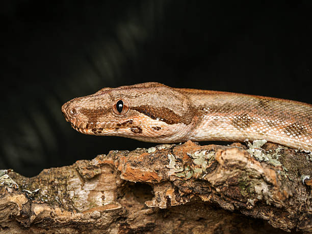 istock Boa constrictor (Boa constrictor) in terrarium, close-up portraits 2252556998