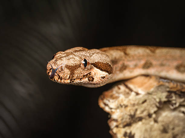 istock Boa constrictor (Boa constrictor) in terrarium, close-up portraits 2252557012