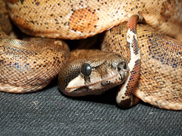 istock Boa constrictor (Boa constrictor) in terrarium, close-up portraits 2252557199