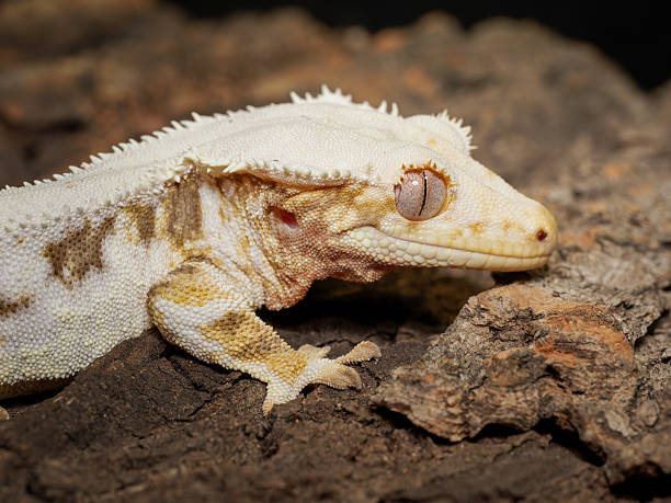istock Crested gecko (Correlophus ciliatus) in terrarium, close-up portraits 2252557260