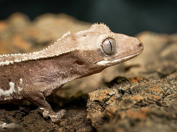 istock Crested gecko (Correlophus ciliatus) in terrarium, close-up portraits 2252557283