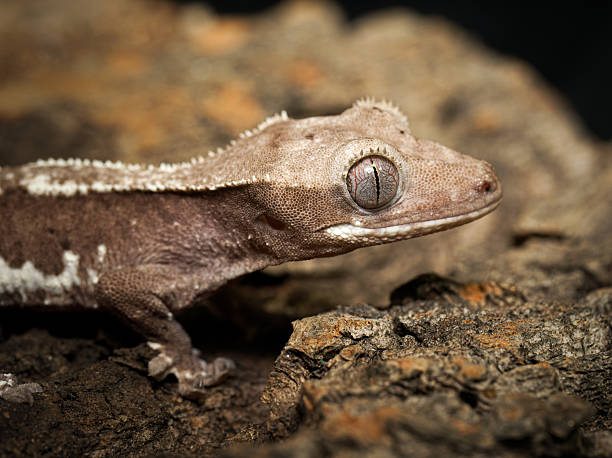istock Crested gecko (Correlophus ciliatus) in terrarium, close-up portraits 2252557286
