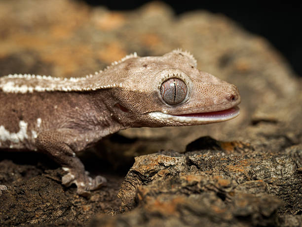 istock Crested gecko (Correlophus ciliatus) in terrarium, close-up portraits 2252557287