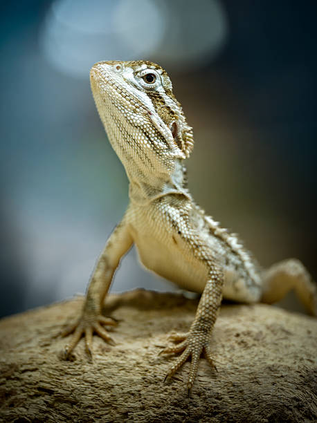 istock Dwarf bearded dragon (Pogona henrylawsoni) in terrarium, close-up portrait 2252557291