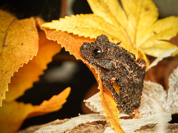 istock Asian leaf frog in terrarium (Theloderma leporosum) 2252557345