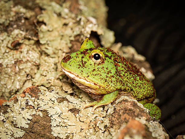 istock Cranwell’s horned frog in terrarium (Ceratophrys cranwelli) 2252557375