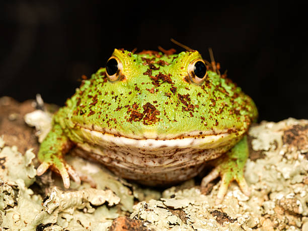 istock Cranwell’s horned frog in terrarium (Ceratophrys cranwelli) 2252557377