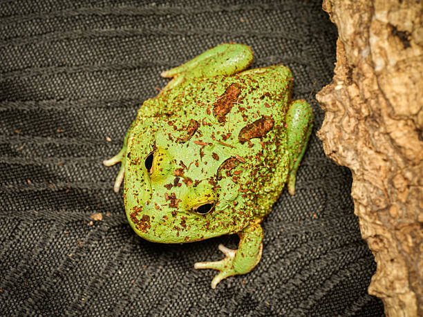istock Cranwell’s horned frog in terrarium (Ceratophrys cranwelli) 2252557392