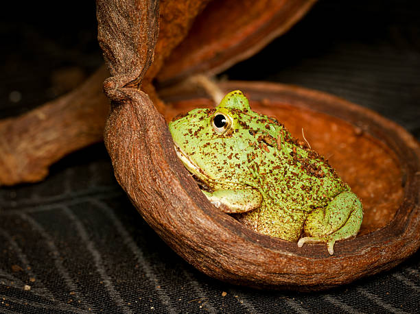 A green and golden bell frog (Litoria aurea) sits calmly perched on a surface, with its smooth skin and relaxed posture