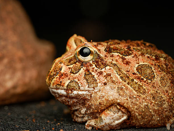 istock Cranwell’s horned frog in terrarium (Ceratophrys cranwelli) 2252557403