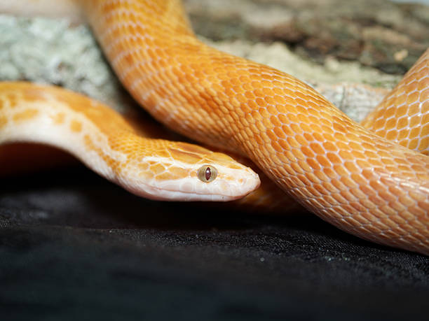istock African house snake in terrarium (Boaedon sp.) 2252557404