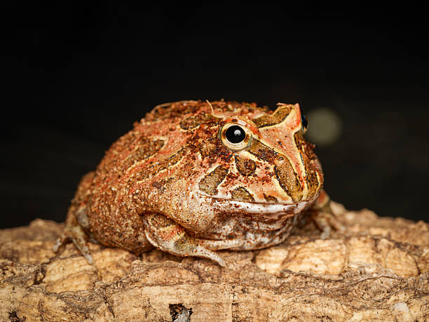 istock Cranwell’s horned frog in terrarium (Ceratophrys cranwelli) 2252557410