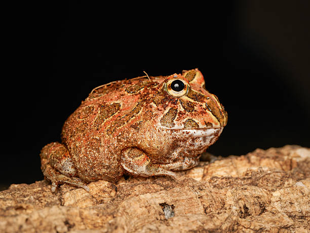 istock Cranwell’s horned frog in terrarium (Ceratophrys cranwelli) 2252557419