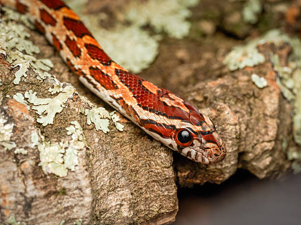 istock Adult corn snake in terrarium (Pantherophis guttatus) 2252557437