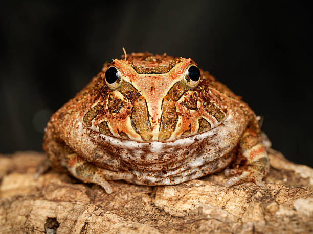 istock Cranwell’s horned frog in terrarium (Ceratophrys cranwelli) 2252557455